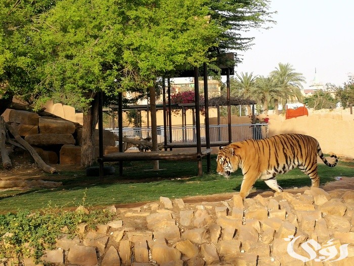 كود خصم حديقة الحيوان الرياض مجرب وفعال