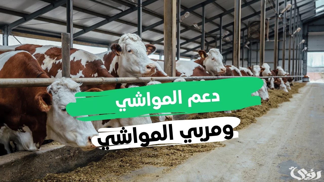 هل يؤثر دعم المواشي على التأهيل الشامل في السعودية