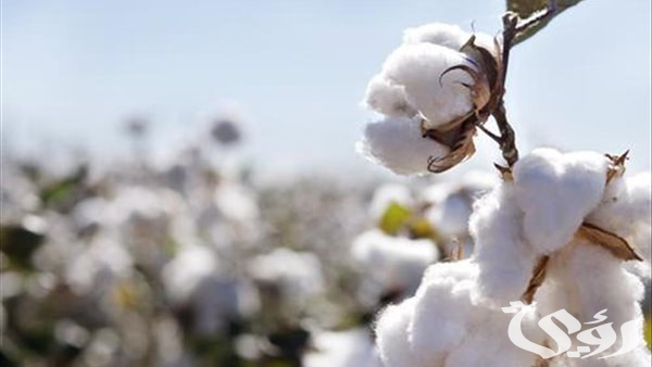 «النيل» تتربع علي عرش صادرات القطن القديم خلال الموسم الجارى