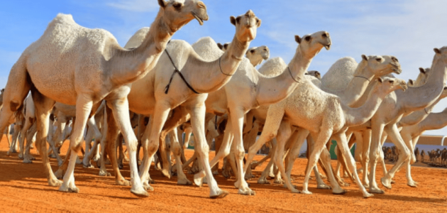 ضبط 109 من الإبل المجهولة ومصادرة كميات من الحليب في الرياض