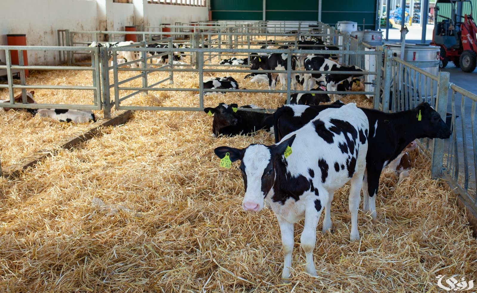 استعلام عن دعم المواشي النفاذ الوطني 1446