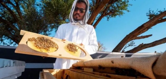 أكثر من (25) ألف خلية بموسم النحالين في "محمية الإمام تركي"