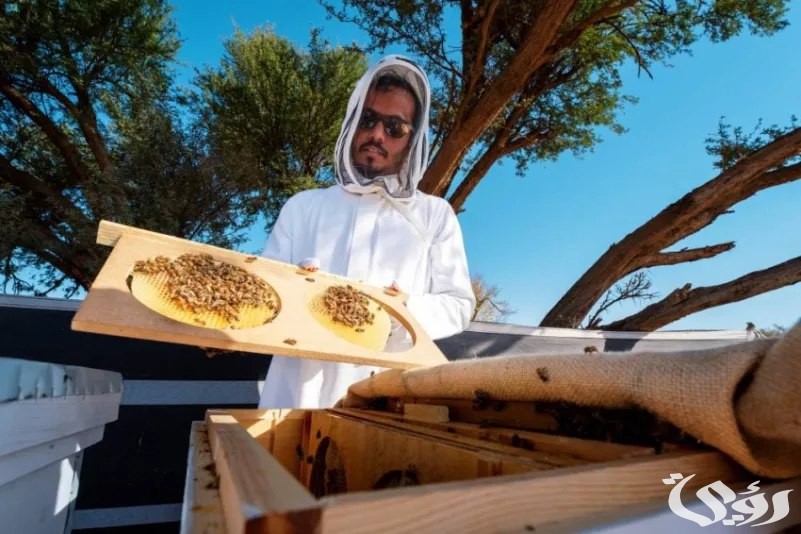 أكثر من (25) ألف خلية بموسم النحالين في "محمية الإمام تركي"