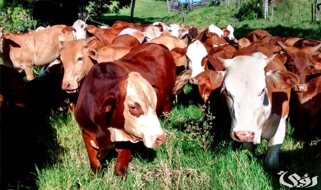 شروط دعم المواشي وخطوات التسجيل بالسعودية 1446