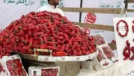 “محافظ شقراء” يعلن تدشين فعاليات مهرجان فلفل شقراء الرابع