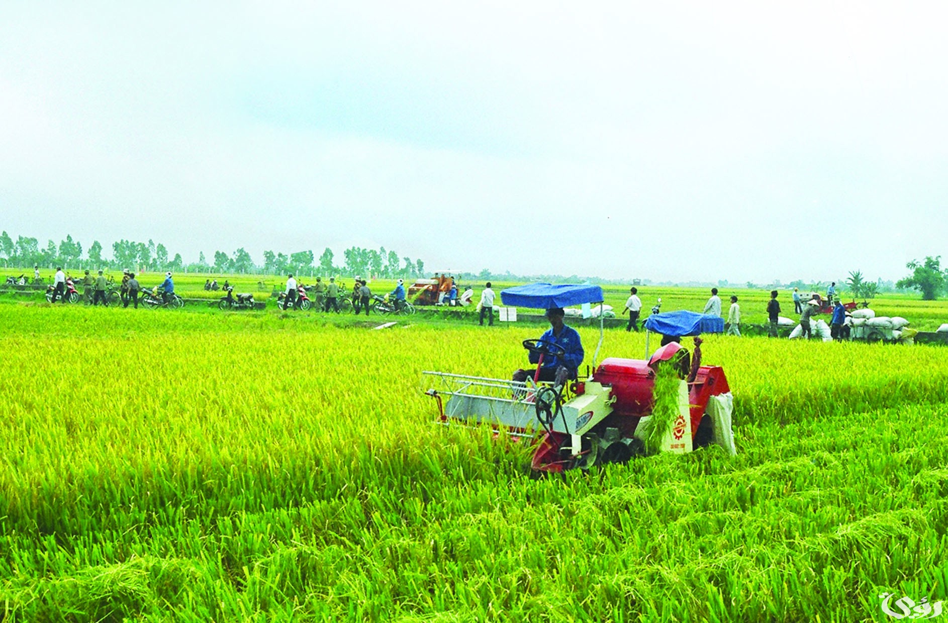 أهمية الزراعة في الوطن العربي وأهم مشكلاتها