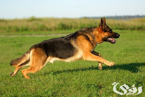 أسعار الكلاب الجيرمن في مصر 2025