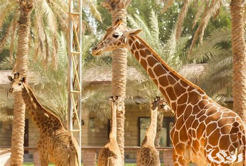 أسعار تذاكر حديقة الحيوانات في أبو ظبي و مواعيد العمل 2025