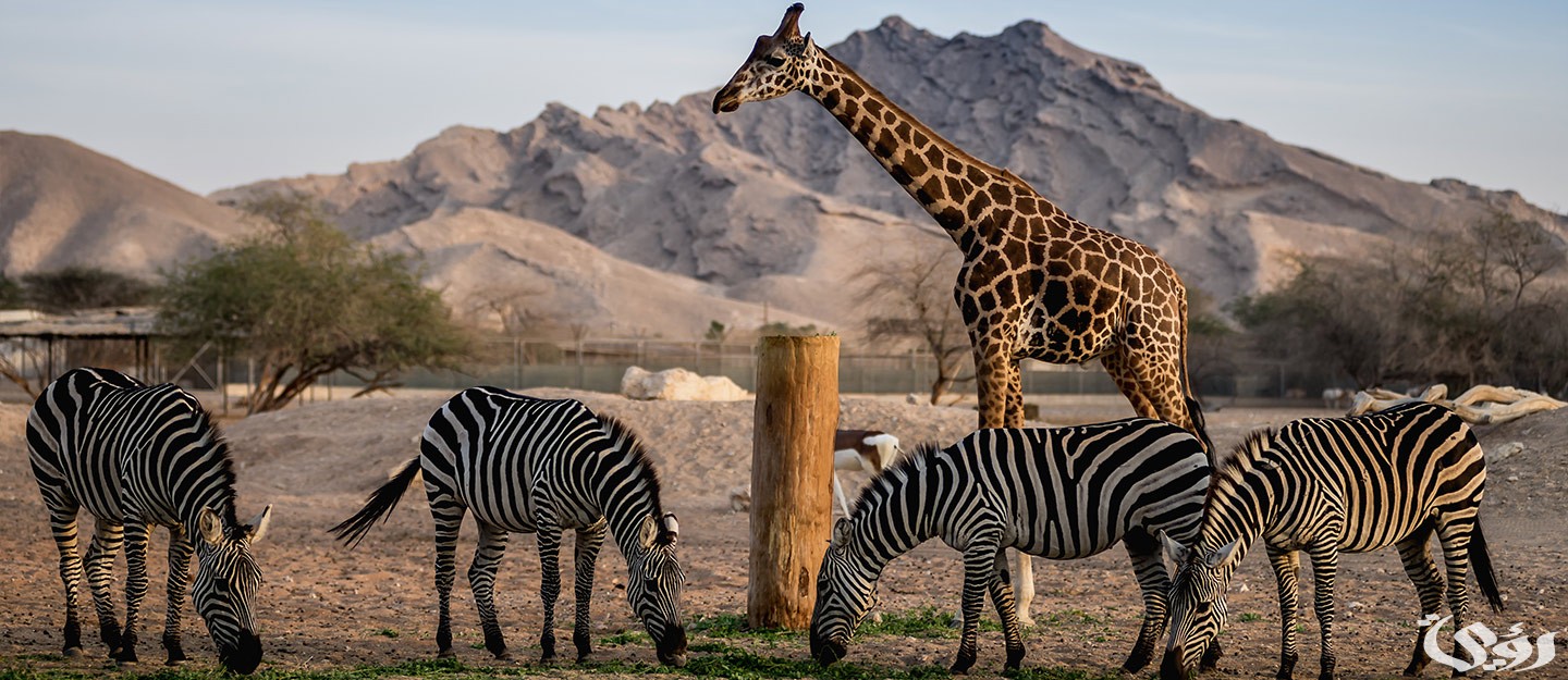 أسعار تذاكر و مواعيد حديقة الحيوانات في العين 2025