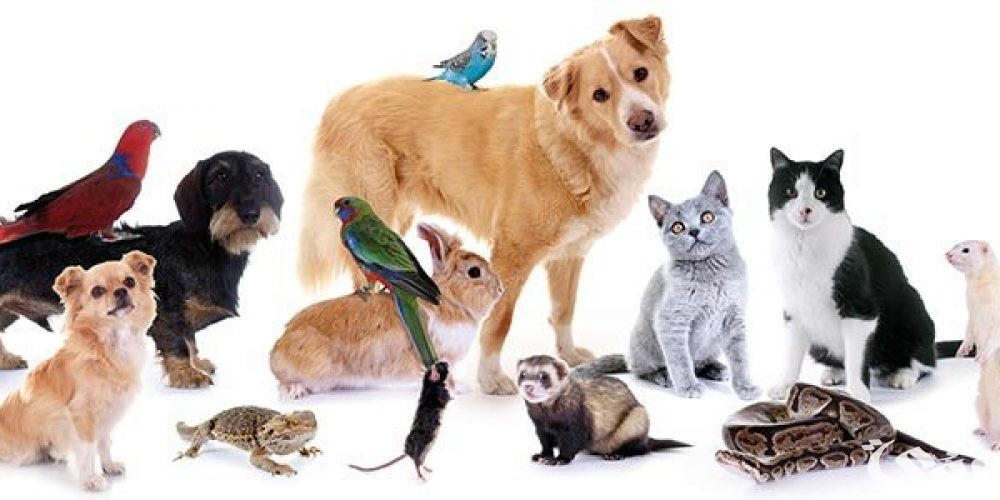 أسعار مستلزمات الحيوانات الأليفة في مصر 2025