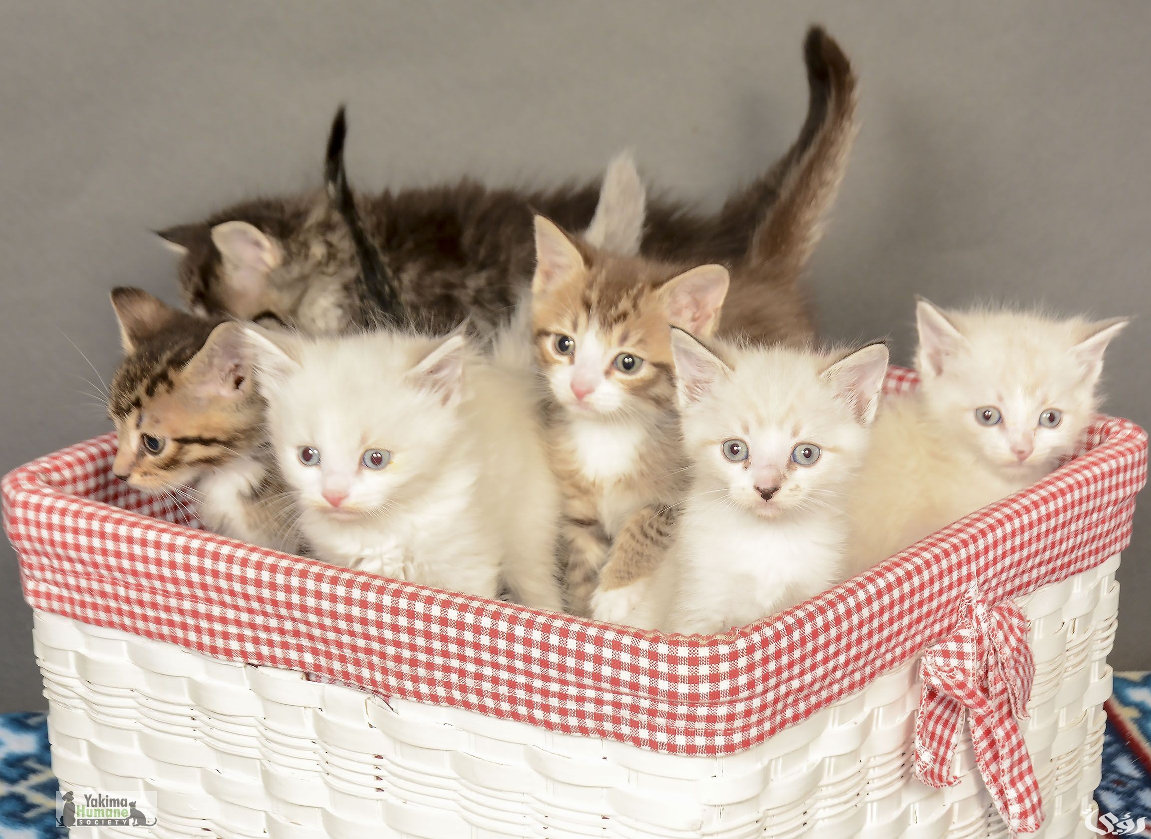 أسعار مستلزمات القطط في السعودية 2025