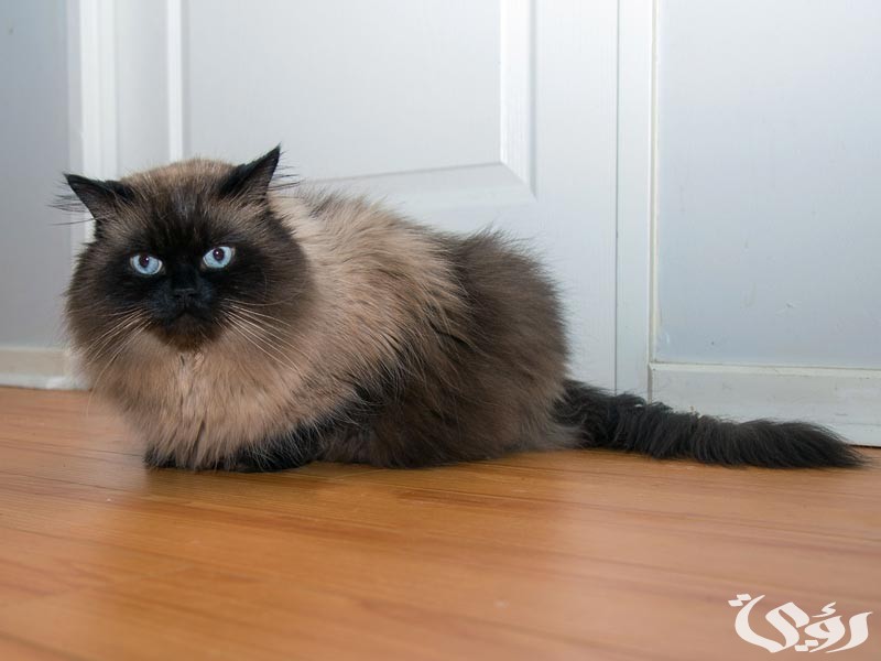 اسعار القطط في السعودية و أماكن البيع 2025