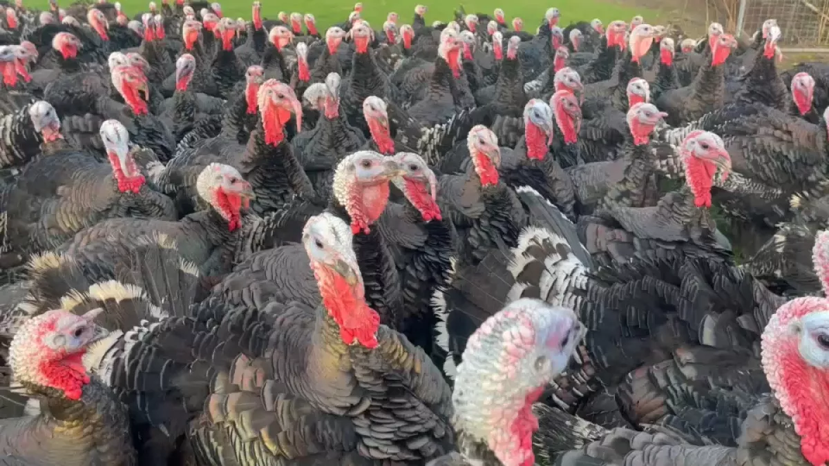 سعر كيلو الديك الرومي اليوم في مصر 2025 