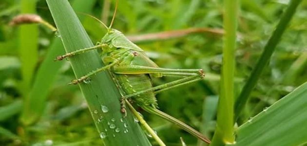 تفسير حلم الخوف من الجراد في المنام للعزباء