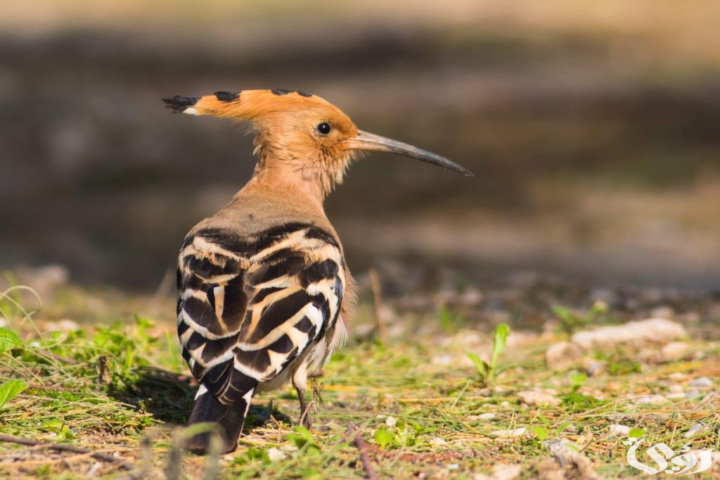 تفسير حلم رؤية طائر الهدهد في المنام