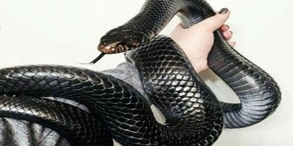 تفسير رؤية حلم الأفاعي السوداء في المنام
