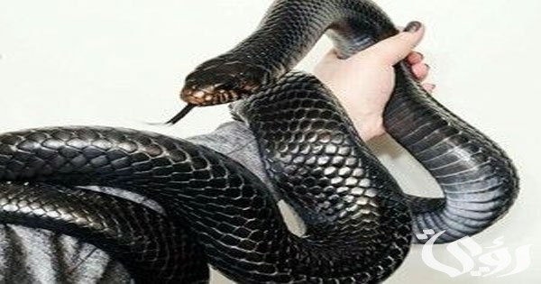 تفسير رؤية حلم الأفاعي السوداء في المنام