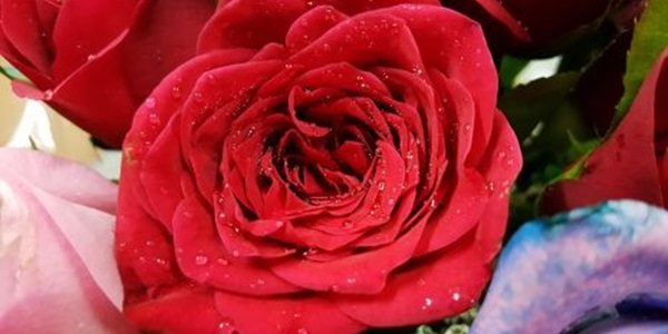 تفسير حلم رؤية الورود والزهور في المنام للعزباء