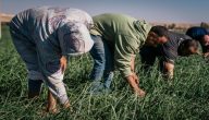 شروط وخطوات سداد الرسوم لتجديد إقامة عامل زراعي