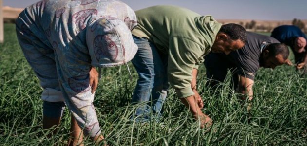 ما شروط وطريقة سداد الرسوم لتجديد إقامة عامل زراعي؟ وقيمتها بالريال