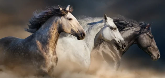 تفسير حلم الحصان الأبيض والأسود في المنام
