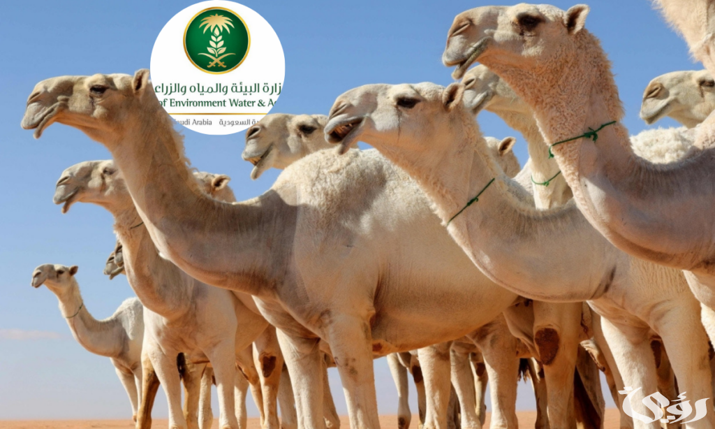 خطوات التسجيل في خدمة ترقيم الإبل في السعودية والشروط اللازمة 2025.. “وزارة البيئة والمياه والزراعة” توضح