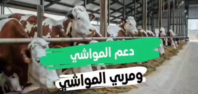 موعد صرف دعم المواشي لشهر يناير 1446 بتوضيح من وزارة البيئة والزراعة