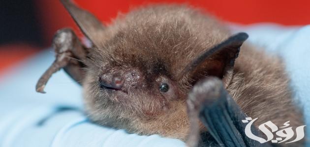 تفسير رؤية خفاش يلاحقني في المنام