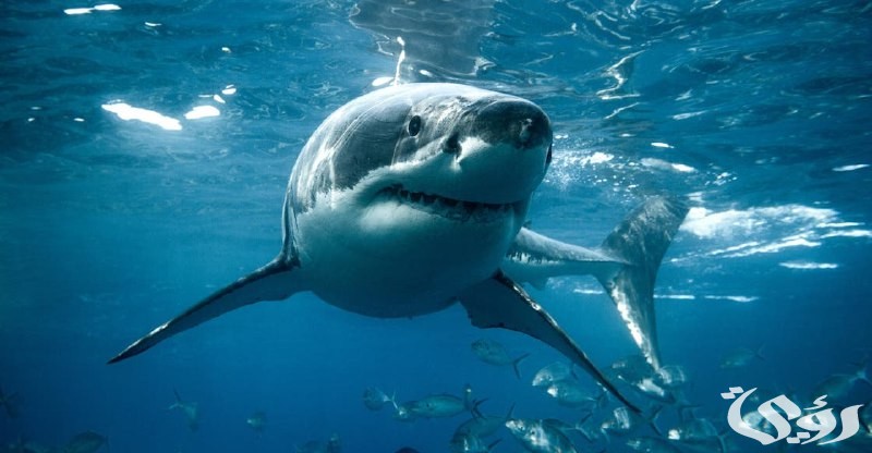 تلقيح الأسماك اصطناعيًا بعد التنويم المغناطيسي وهذه التفاصيل كاملة