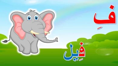 اكتشفوا حيوانات تبدأ بحرف الفاء: معلومات مثيرة من جريدة لحظات نيوز 4 اكتشفوا حيوانات تبدأ بحرف الفاء: معلومات مثيرة من جريدة لحظات نيوز