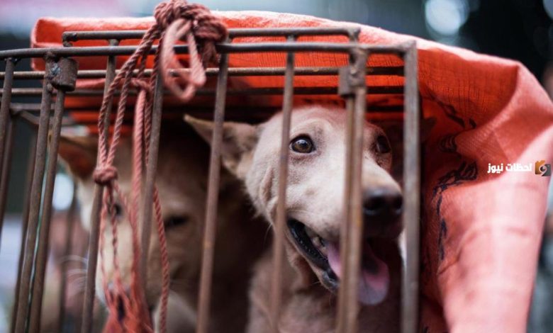 وزارة التجارة تكشف حقيقة شائعة بيع شاورما هليل لحم كلاب: تفاصيل جديدة تثير الجدل