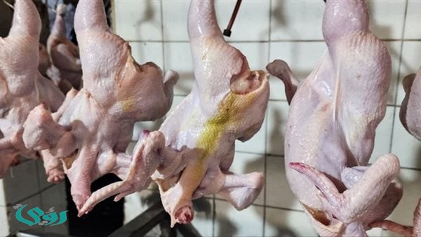 أسعار الدواجن والطيور بأسواق بورسعيد اليوم الاثنين 30 مارس