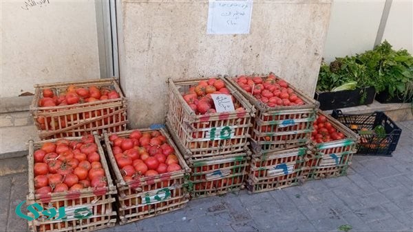 رئيس شعبة الحضروات والفاكهة: انخفاض أسعار الطماطم وضخ كميات كبيرة من وزارة التموين