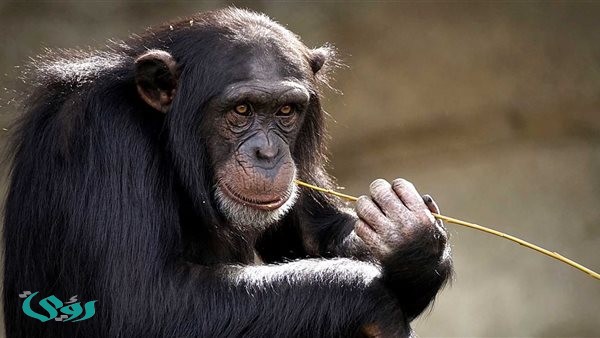 مجلة أمريكية تتحدث عن أهمية الاكتشاف المصري العظيم "Masripithecus"