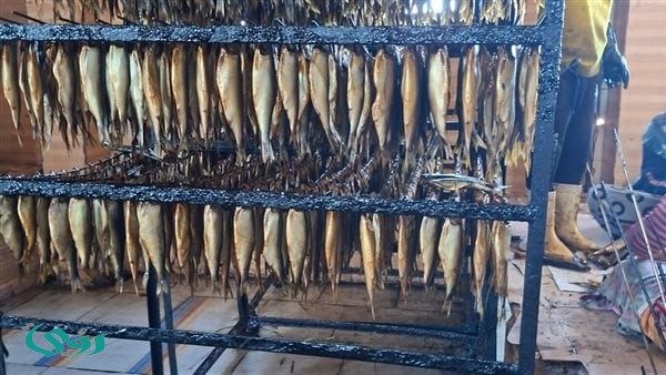 إحباط ترويج 4 أطنان و250 كيلو رنجة فاسدة بكفر الزيات