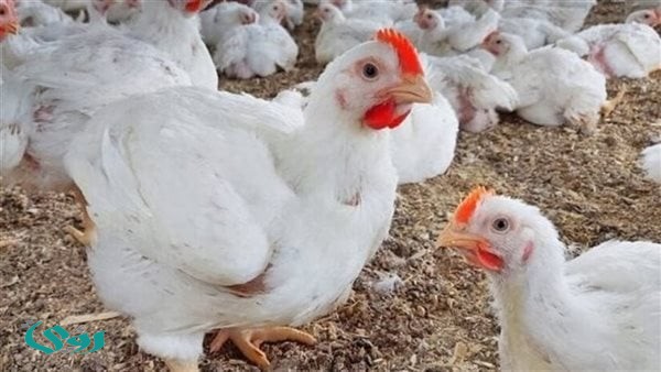 اتحاد منتجي الدواجن: الإنتاج مستقر رغم الحرب وزيادة التكاليف