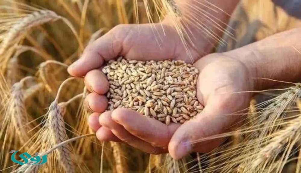 الحكومة المصرية ترفع سعر القمح المحلي لدعم المزارعين وزيادة الإنتاج.. تعرف على التفاصيل