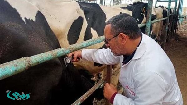 بحث آليات التعامل مع بلاغات العقر وملف مرض البروسيلا بالغربية