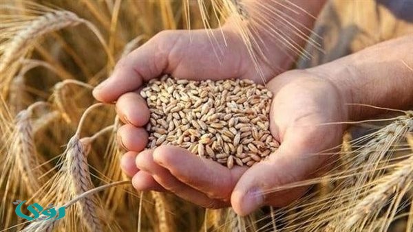 تباين في تحركات القمح والكاكاو والقطن في الأسواق العالمية