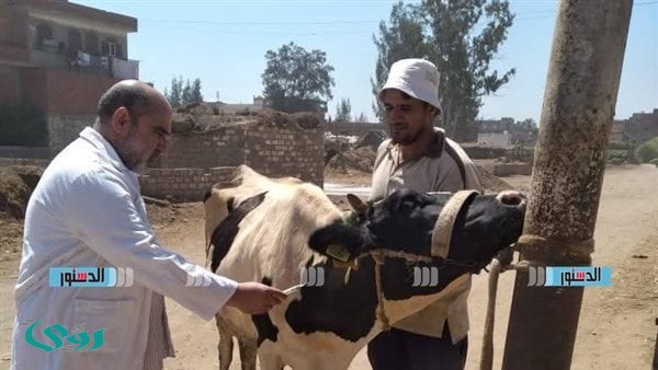 تحصين 159 ألف رأس ماشية ضد الأمراض في كفرالشيخ خلال أسبوعين