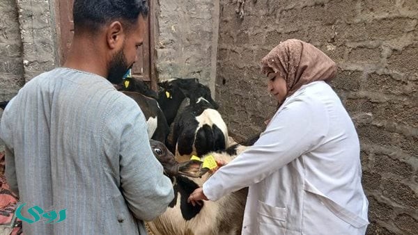 توعية لمربي الماشية بالتزامن مع الحملة القومية لتحصين الأبقار بالاسماعيلية