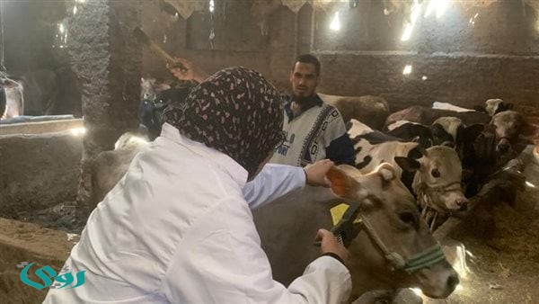 حملات تحصين مكثفة ضد مرضي الجلد العقدي للأبقار وجدري الأغنام